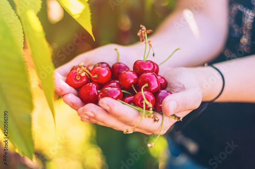 Harvest ripe cherry red color in female hands in the garden