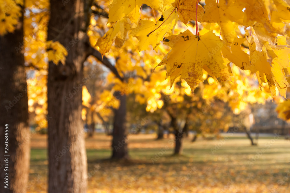 Bright autumn leaves of a maple tree on sky background.