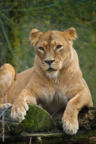 L  we  Panthera leo 