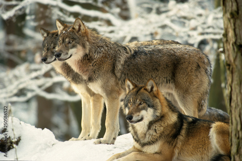 European gray wolf  Canis lupus lupus 