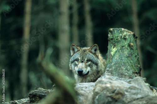 Obraz na plátně European gray wolf (Canis lupus lupus)