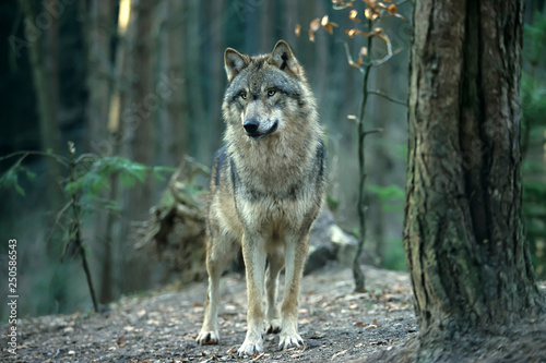 European gray wolf (Canis lupus lupus) photo