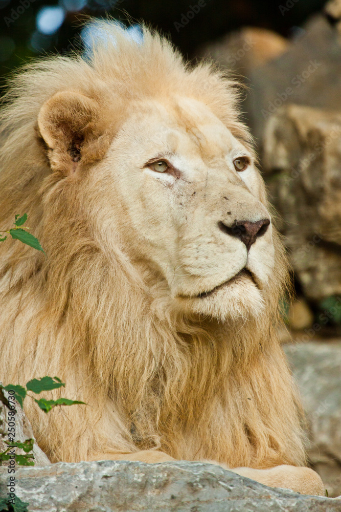 Transvaal-Löwe (Panthera leo krugeri) Transvaal-Löwe (Panthera leo krugeri)