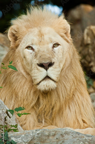 Transvaal-L  we  Panthera leo krugeri 