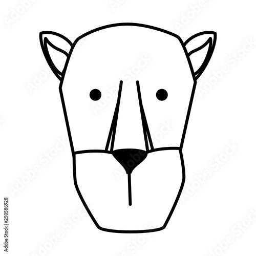 african lioness wild animal