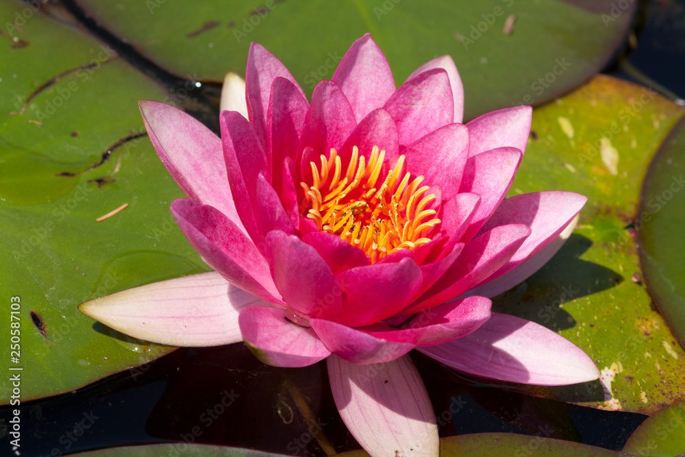beautiful pink waterlily or lotus flower in pond for text or decorative artwork beautiful pink waterlily or lotus flower in pond for text or decorative artwork