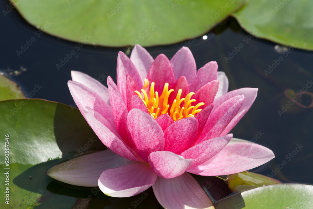 beautiful pink waterlily or lotus flower in pond for text or decorative artwork beautiful pink waterlily or lotus flower in pond for text or decorative artwork