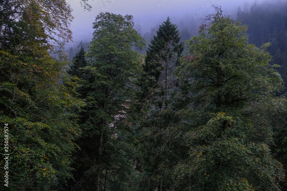 trees on mountain with mist trees on mountain with mist