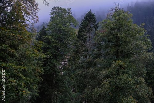 trees on mountain with mist