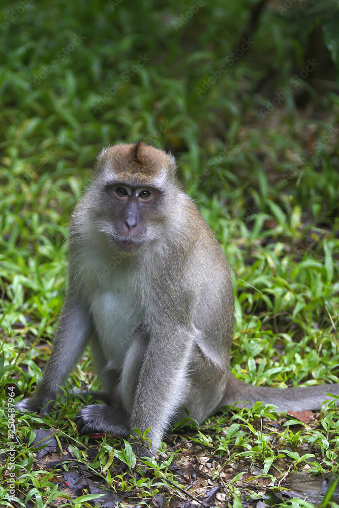 Fototapeta premium Crab-eating macaque, macaca fascicularis in the Khao Sok national park in Kho Don Phi Phi Island, Thailand, 