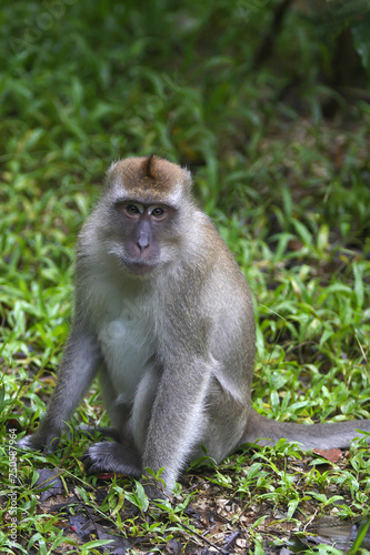 Crab-eating macaque, macaca fascicularis in the Khao Sok national park in Kho Don Phi Phi Island, Thailand,  photo