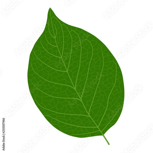 Lively leaf illustration material