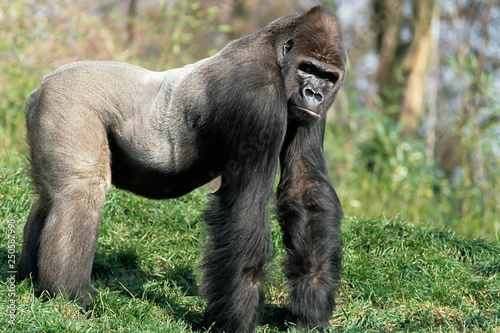 Western Gorilla (Gorilla gorilla)