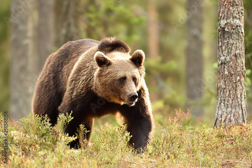 male brown bear in forest landscape © Erik Mandre