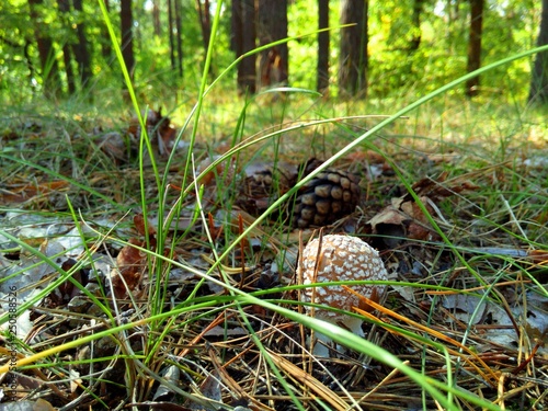 mushroom in the forest 21