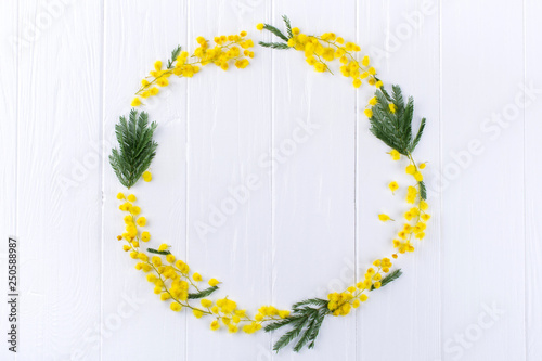 Mimosa circle frame  on white background . Space for text. Floral background.