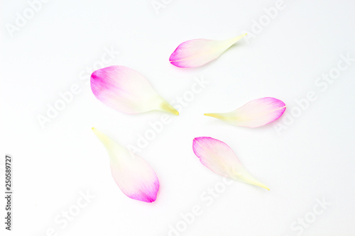 Roseum plenum or Double red lotus petals photo