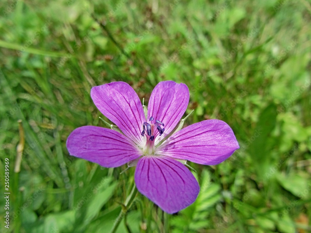 flower flower