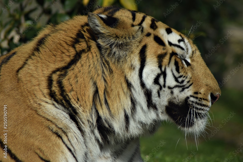 Fototapeta premium Tigre