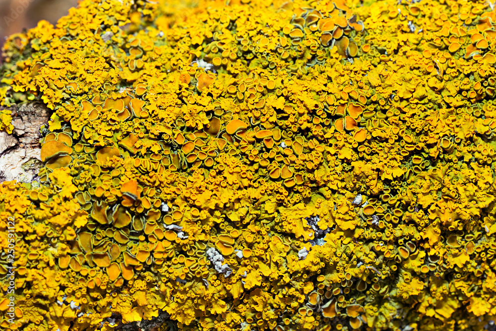 Xanthoria parietina, also known as common orange lichen, yellow scale, maritime sunburst lichen and shore lichen on the bark of tree trunk.  Tree branch with lichen, close-up.