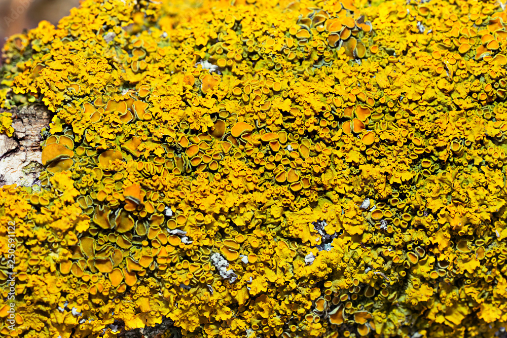 Xanthoria parietina, also known as common orange lichen, yellow scale, maritime sunburst lichen and shore lichen on the bark of tree trunk. Tree branch with lichen, close-up. Xanthoria parietina, also known as common orange lichen, yellow scale, maritime sunburst lichen and shore lichen on the bark of tree trunk. Tree branch with lichen, close-up.