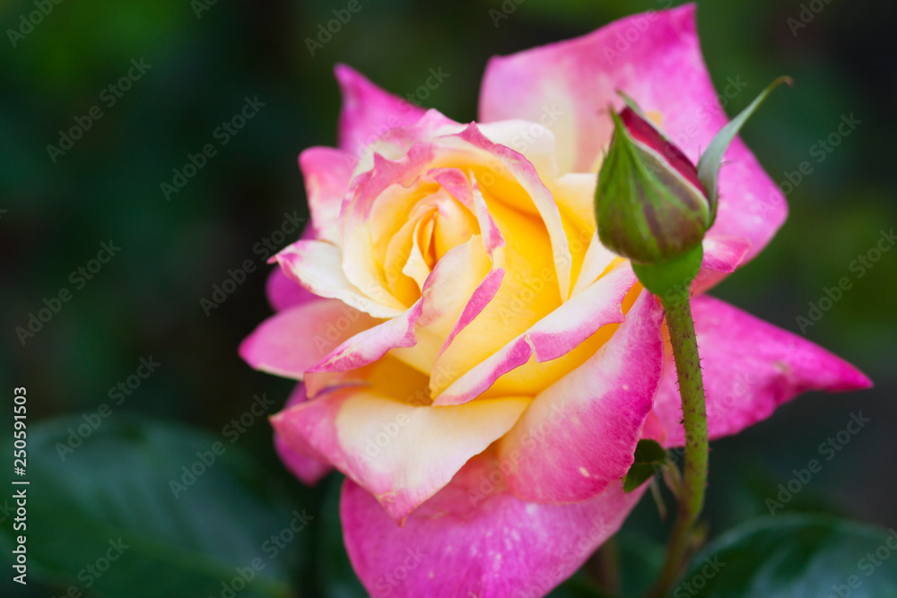 Tea Hybrid Rose Tea Hybrid Rose