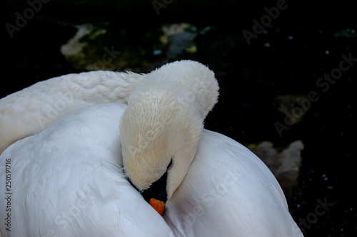 A sleepy white swan in her habitat, Roman Park, Neamt, Romania