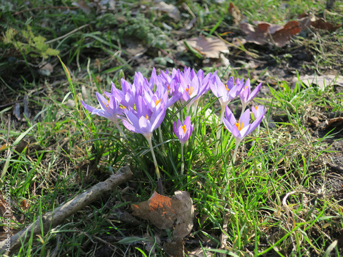 spring, bunch of crocuses with the sun shinging through its petals photo