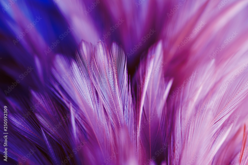 Purple chicken feathers in soft and blur style for background Purple chicken feathers in soft and blur style for background