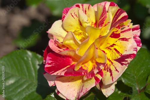 Floribunda rose or scentimental rose striped in white and red photo