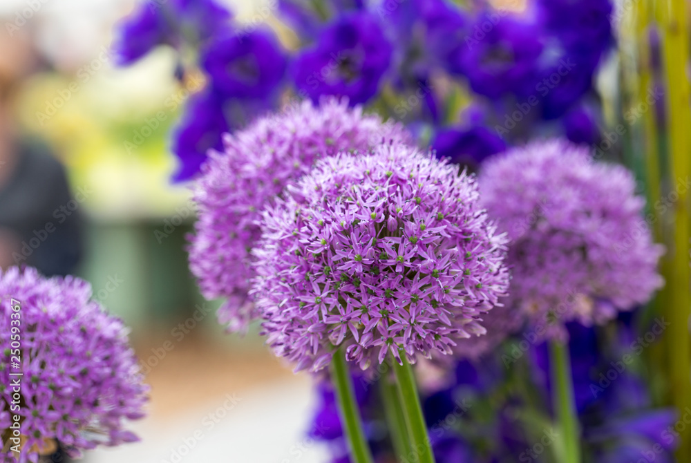 Fototapeta premium The flowers of the Allium Giganteum (Giant Allium or Giant Onion) the tallest ornamental allium in common cultivation - a perennial bulb which produces a single 12-16cm flower cluster