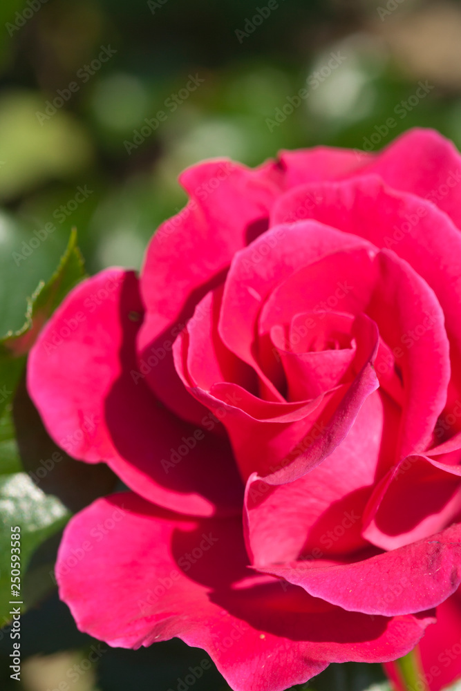 Roses in the garden, Roses are beautiful with a beautiful sunny day Roses in the garden, Roses are beautiful with a beautiful sunny day