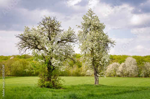 Old fruit trees blooming period in spring, Westerwald, Rhineland-Palatinate, Germany