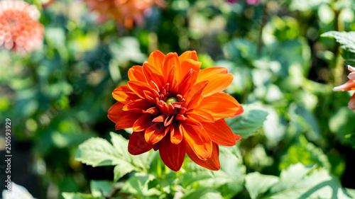 Fototapeta Naklejka Na Ścianę i Meble -  Dark Orange Dahlia Flower