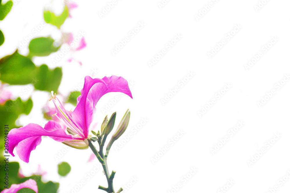 Pink flower on white background
