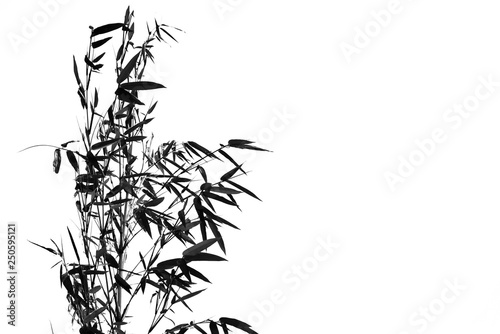 Branch of bamboo on white background