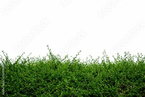 Green tree fence on white background