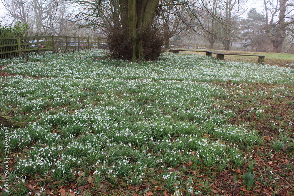 snow drops in park land snow drops in park land