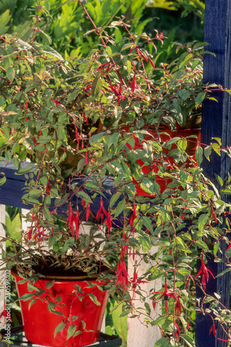  Fuchsia de Magellan sur un balcon