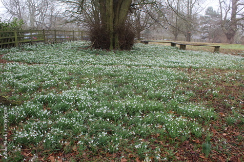 snow drops in park land