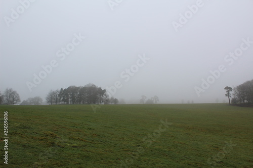 trees in the mist