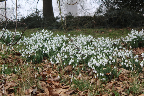 snow drops in the wood
