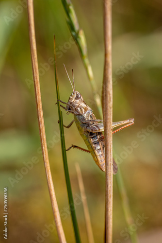 Brown and red grasshopper clinging between two straws photo