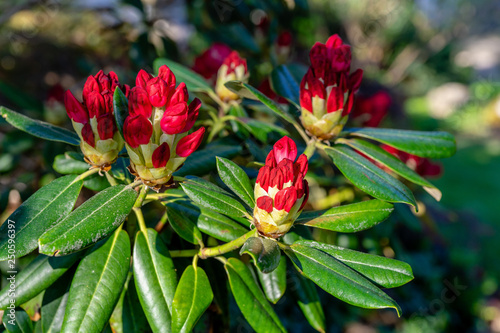 Bush of Rhododendron with red buds about to burst in bloom