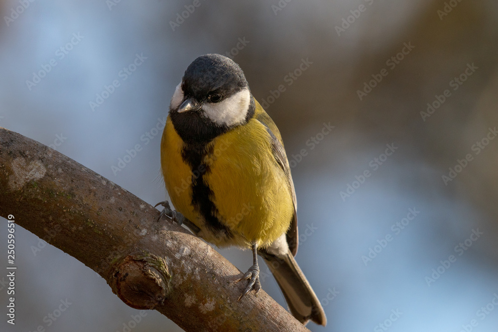 Naklejka premium Close up portrait of a great tit, with soft background