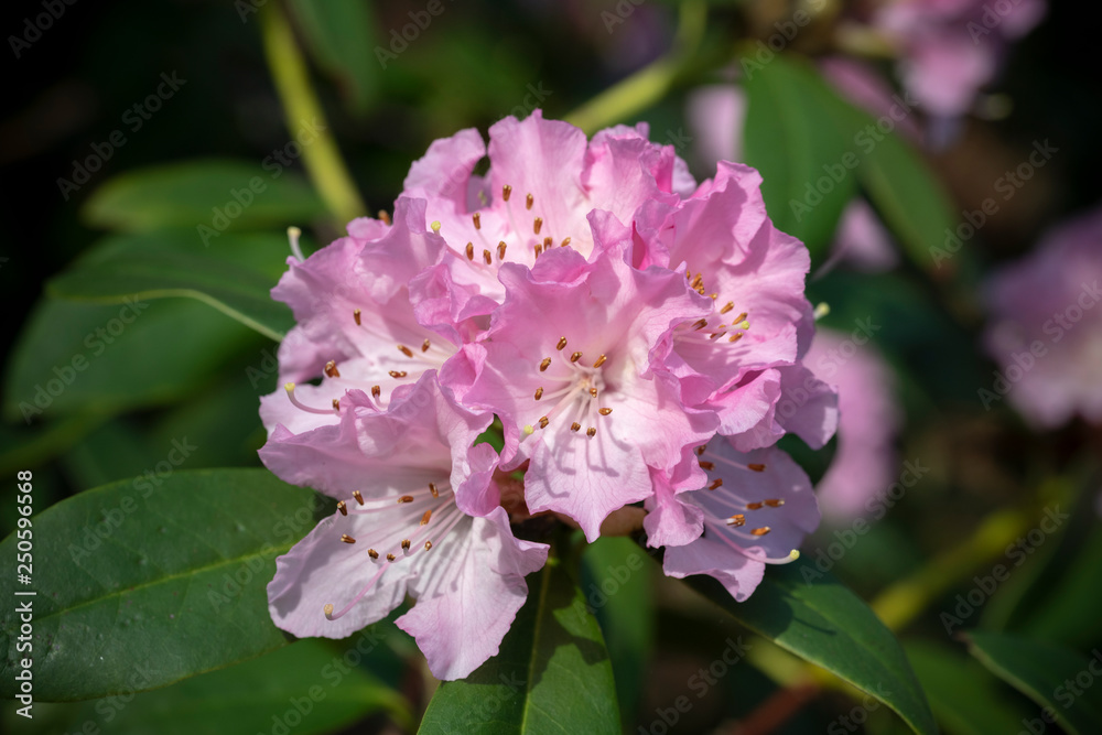 Pink rhododendron blooming under the warm winter ending lights Pink rhododendron blooming under the warm winter ending lights