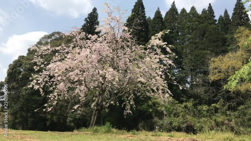 桜とホトトギスの声
