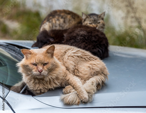 Feral Cats Resting on the Hood of a Car in Italy
