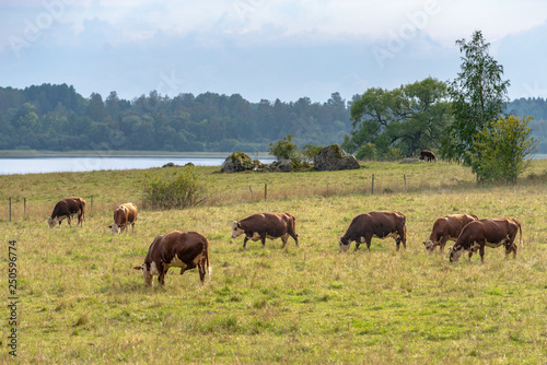 Herd of brown cows grazing in a field in sunlight