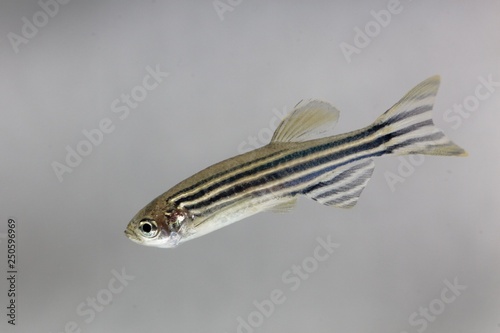 Photography Zebrafish (Danio rerio) with a white background.